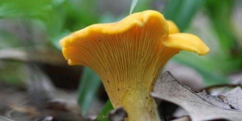 Zašto su lisičarke gorke i kako ukloniti gorčinu iz gljiva